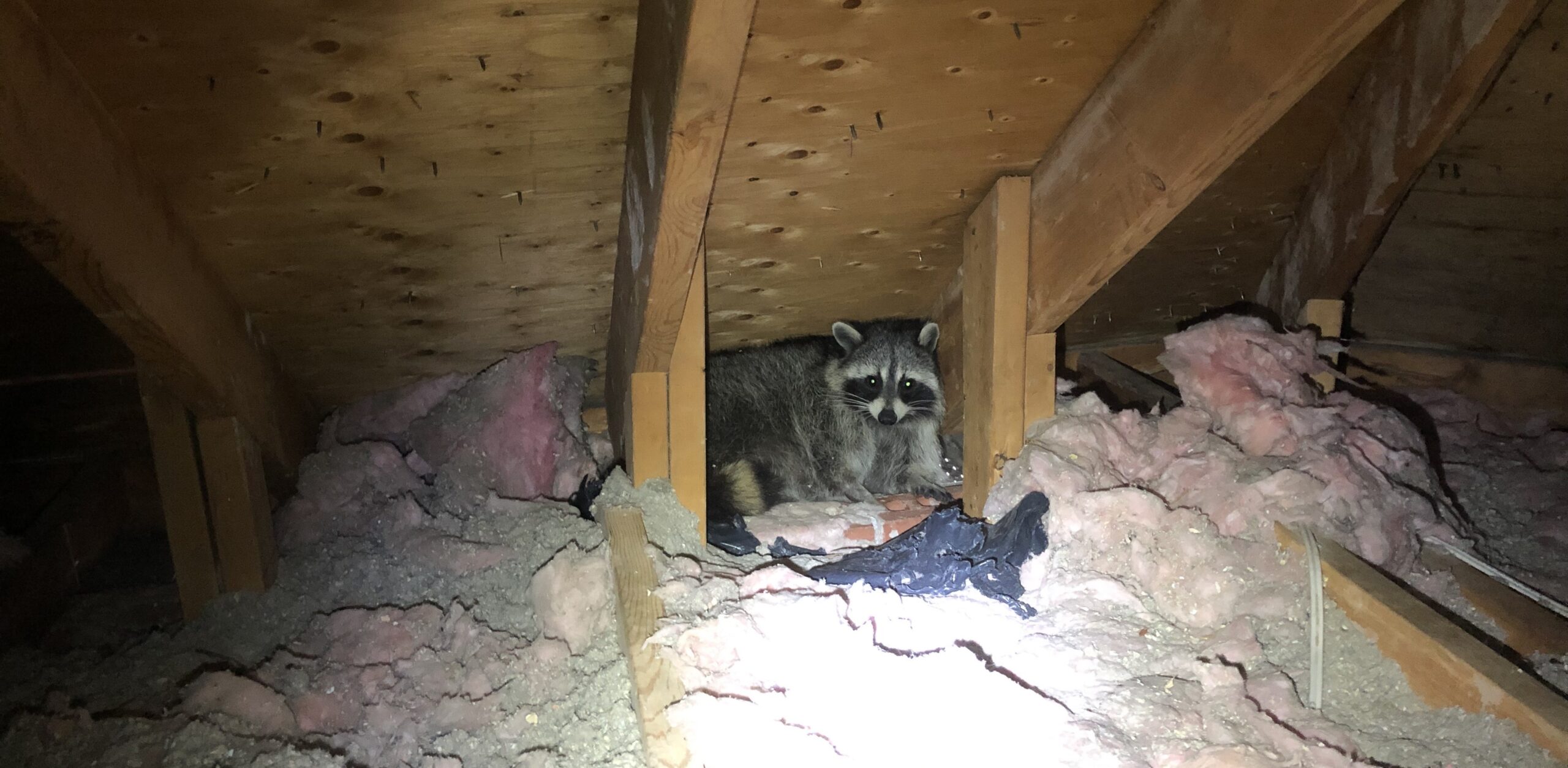 How to Raccoon Proof Your Minneapolis Property