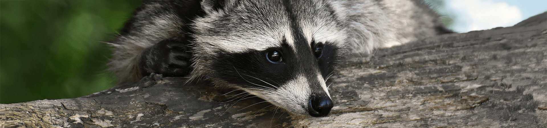 Raccoon Banner 1