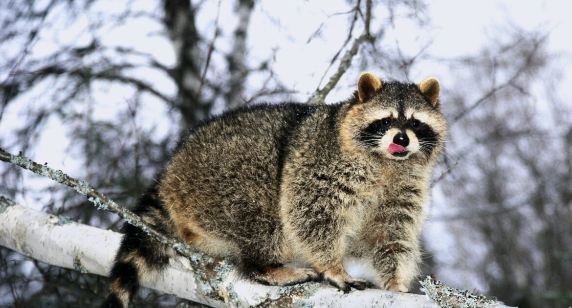 Seasonal Changes and Raccoon Activity What To Expect During The Winter