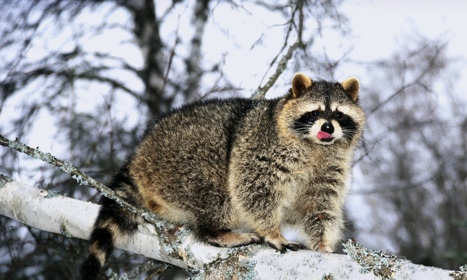 Seasonal Changes and Raccoon Activity What To Expect During The Winter