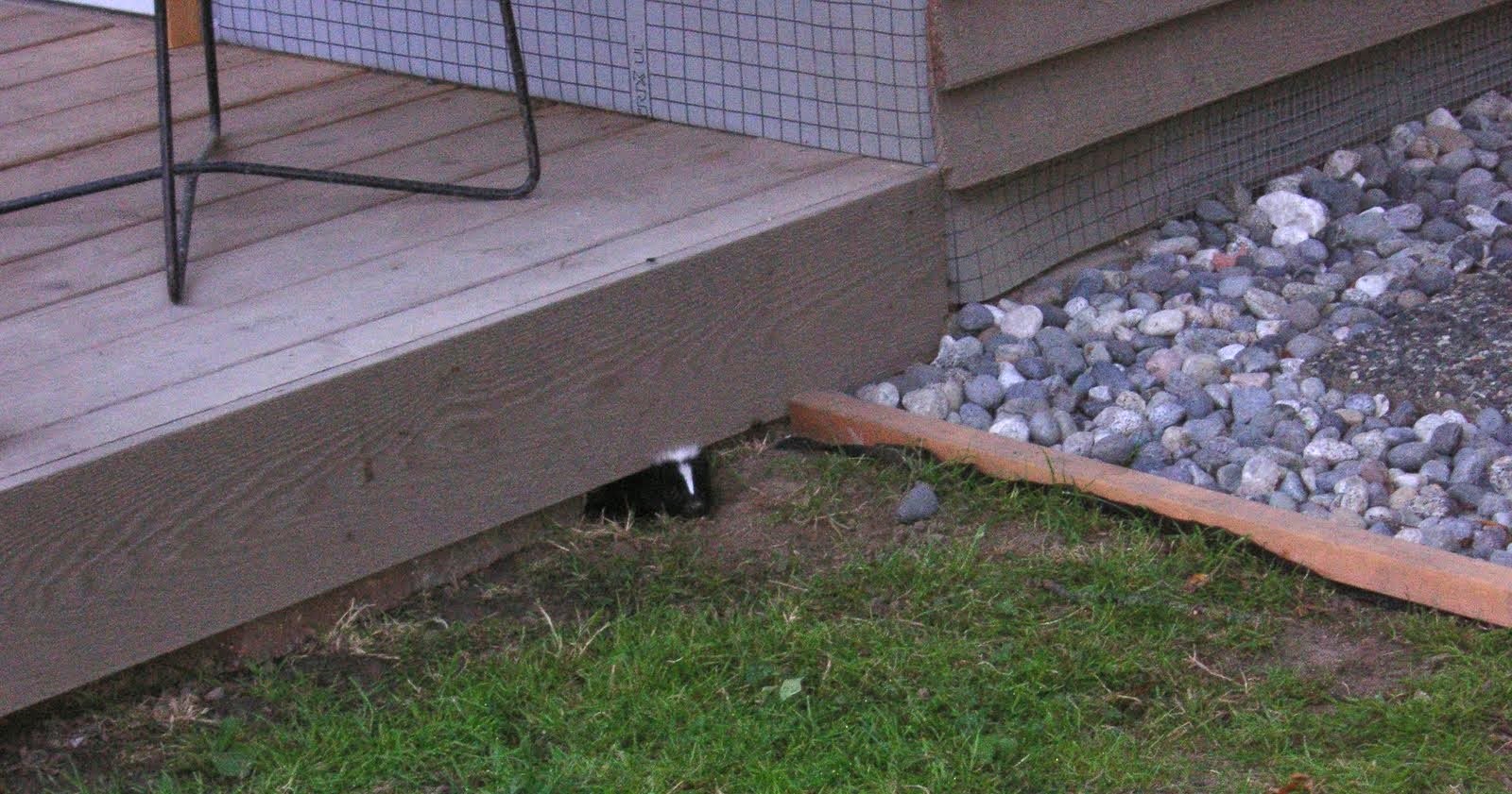 Signs You Have a Skunk Family Living Under Your Deck in Westerville