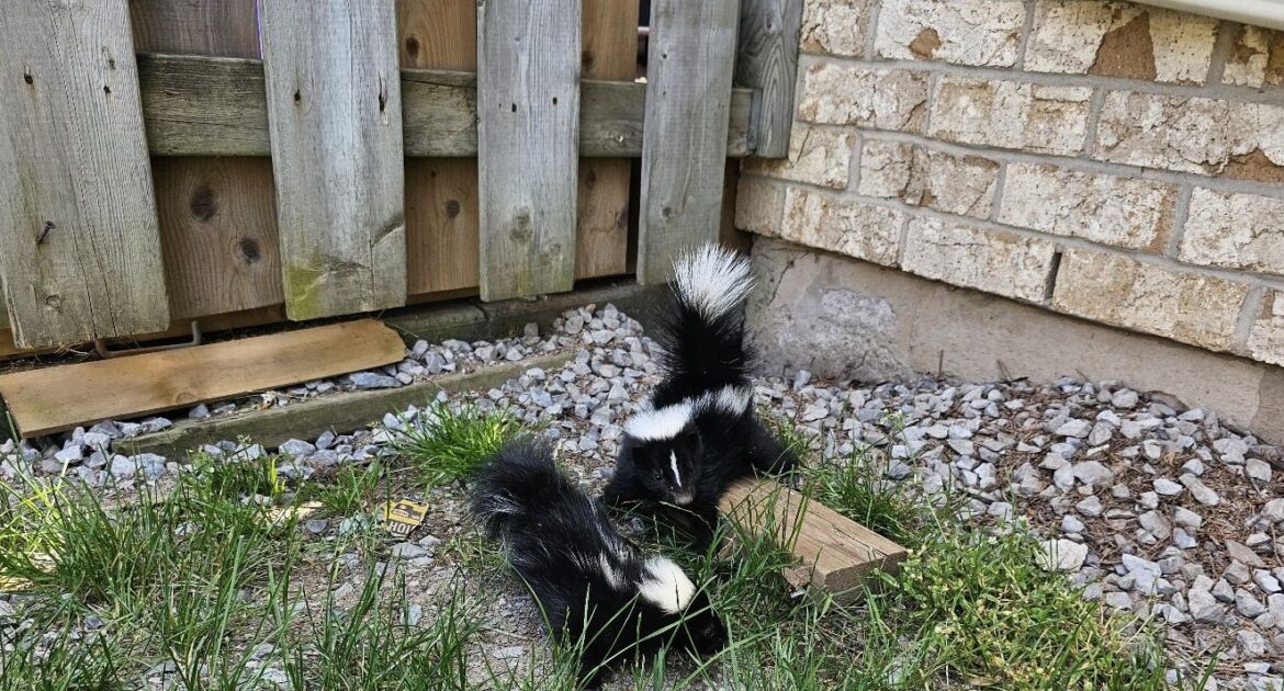 Skunk Spraying Spikes Mating Season Conflicts and Prevention Strategies