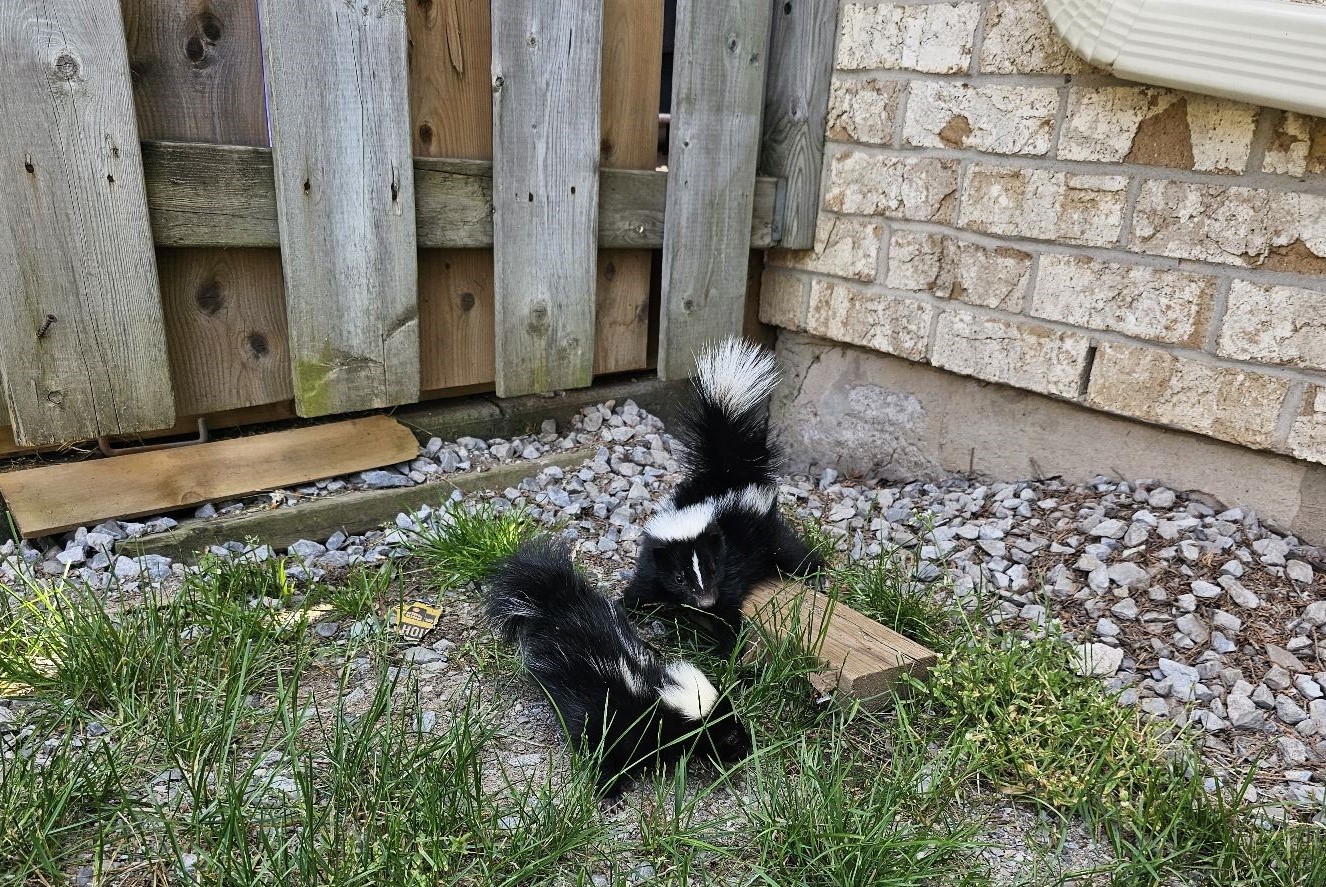 Skunk Spraying Spikes Mating Season Conflicts and Prevention Strategies