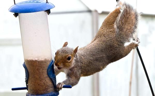 Solutions to Keep Squirrels Away from Your Bird Feeders