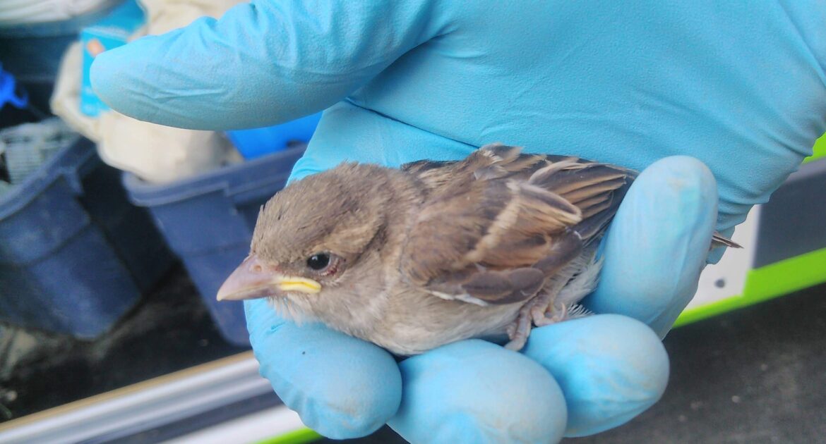 Sparrow Nesting Habits - Why Your Dryer Vent is Their Dream Home