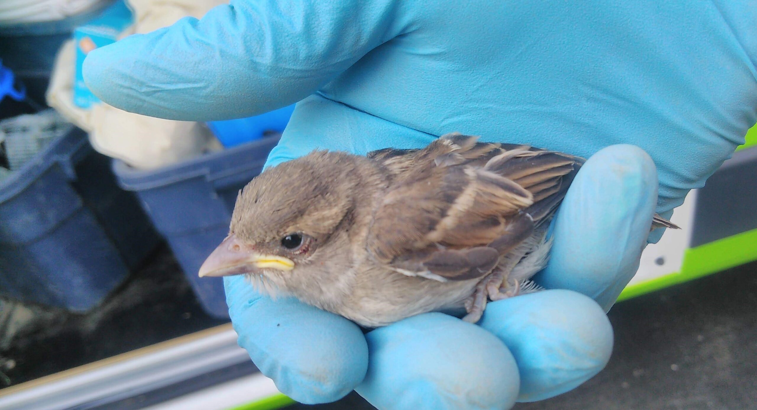 Sparrow Nesting Habits - Why Your Dryer Vent is Their Dream Home