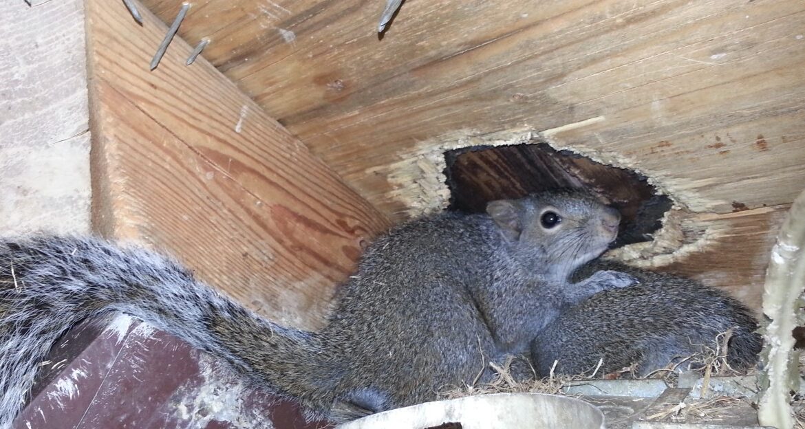 Squirrel Courtship in Your Attic - Preventing Nesting During Peak Breeding Months