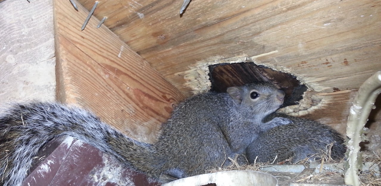 Squirrel Courtship in Your Attic - Preventing Nesting During Peak Breeding Months