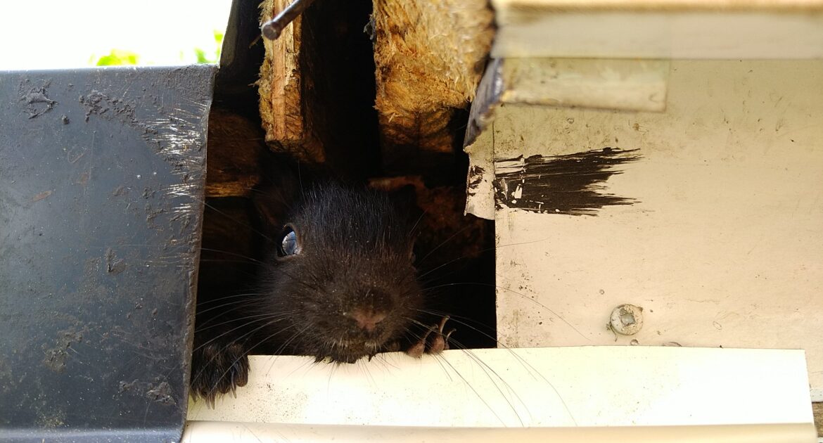 Squirrels in Winter - How They Master the Art of Food Storage