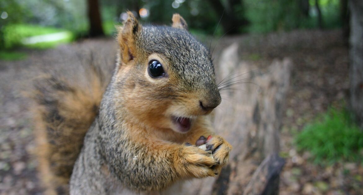 The Most Common Squirrel Species Found in Suburban Areas in Saint Paul