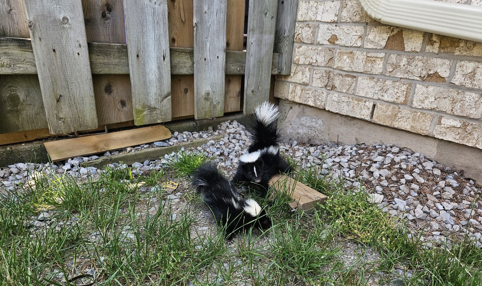 The Risks of Feeding Skunks - What Saint Paul Homeowners Should Avoid