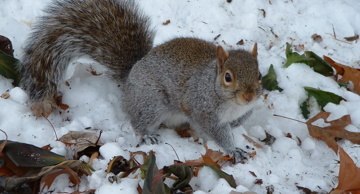 Waltham Wildlife Removal - Squirrel Activity in Winter