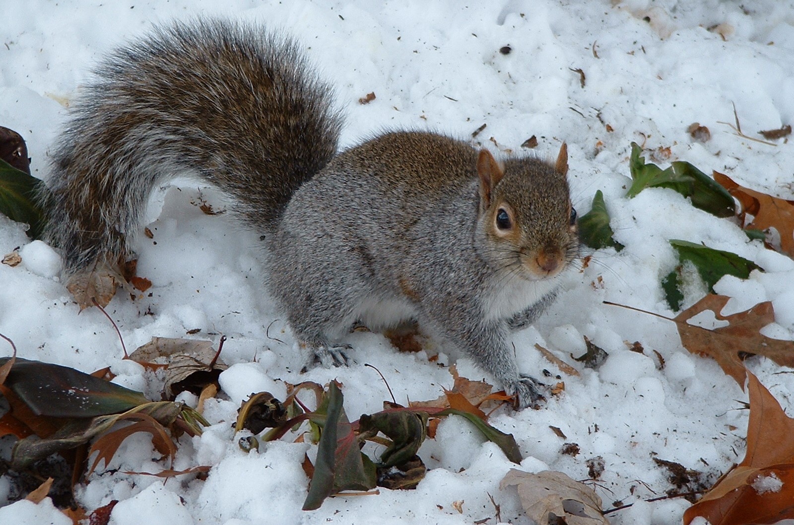 Waltham Wildlife Removal - Squirrel Activity in Winter