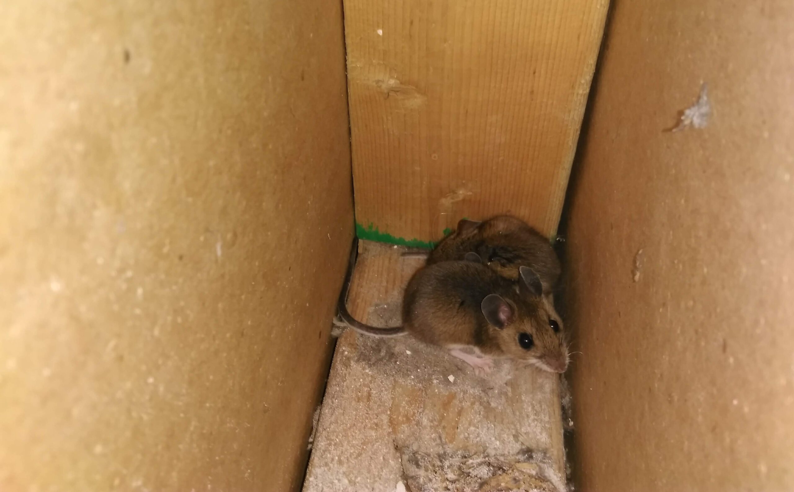 Warning Signs Of Having Mice In Your Vents