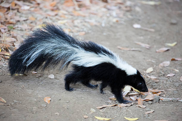 What Do Skunks Eat In The Winter