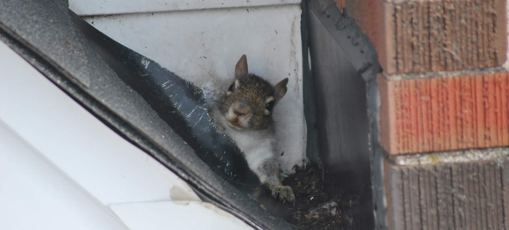 What To Do If You See A Squirrel On Your Roof