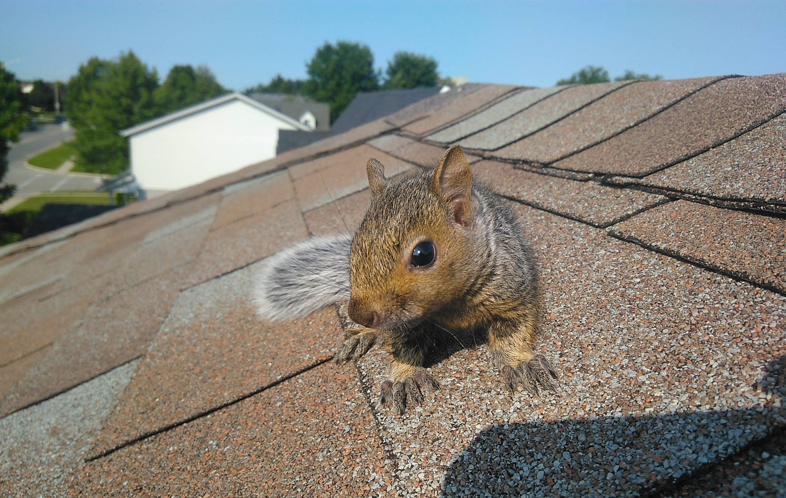 Wildlife Removal in Marietta - Detecting Squirrel Infestations Before You Buy