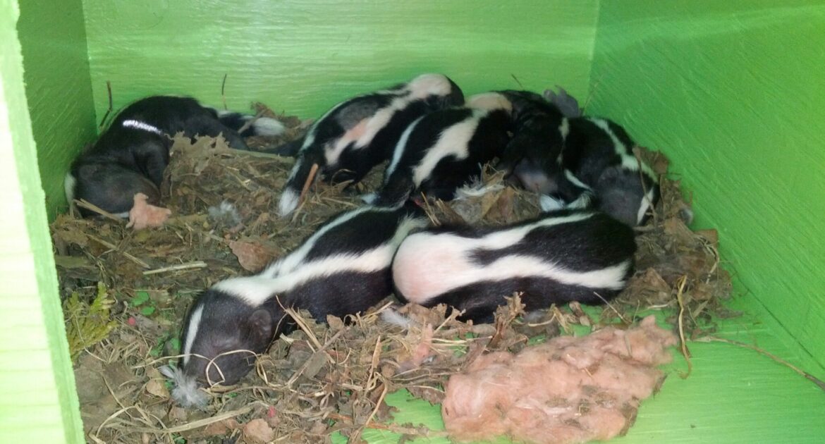 Baby Skunk Season - Skedaddle's Humane Removal Strategies for Mother and Kits