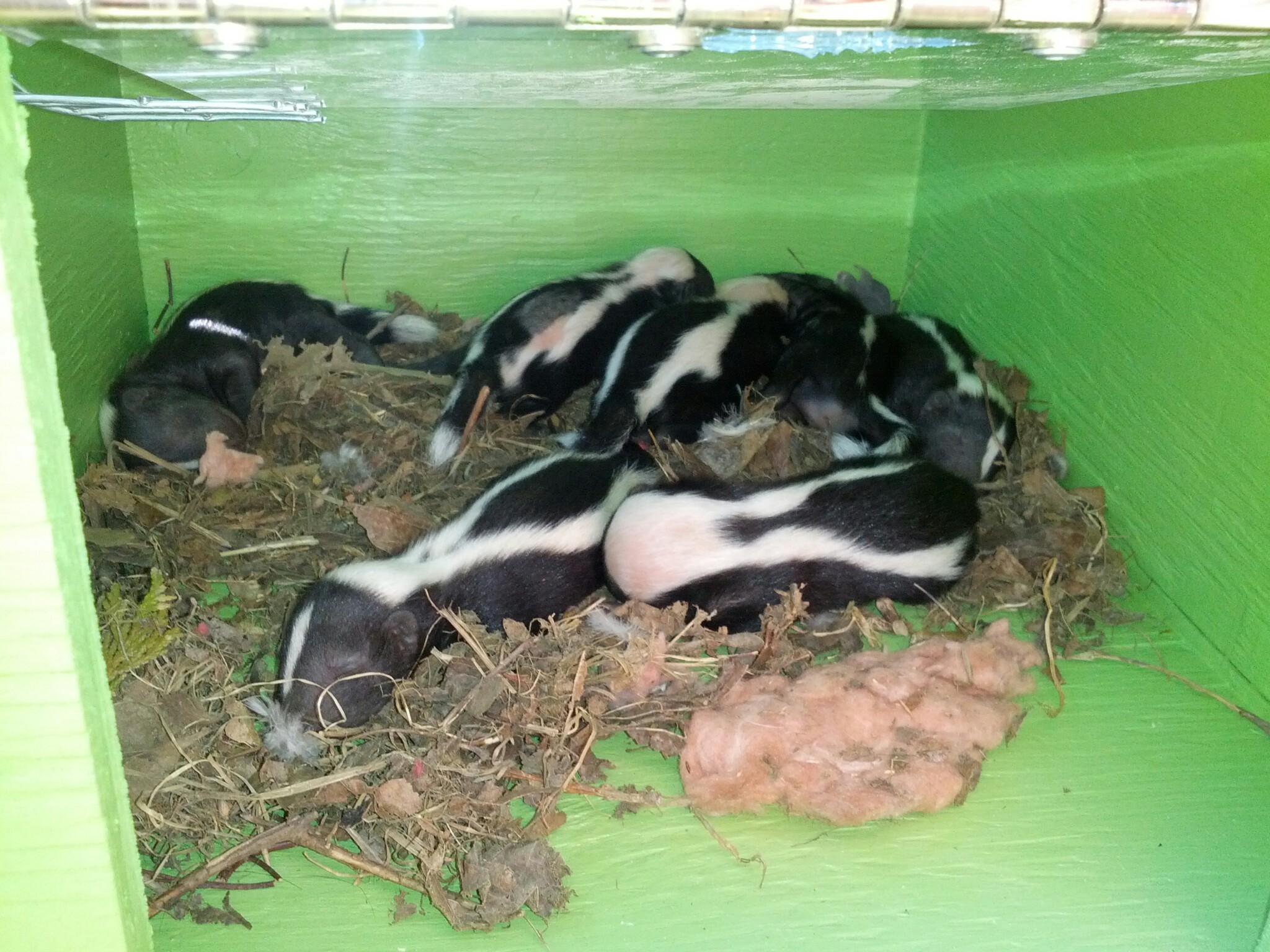 Baby Skunk Season - Skedaddle's Humane Removal Strategies for Mother and Kits