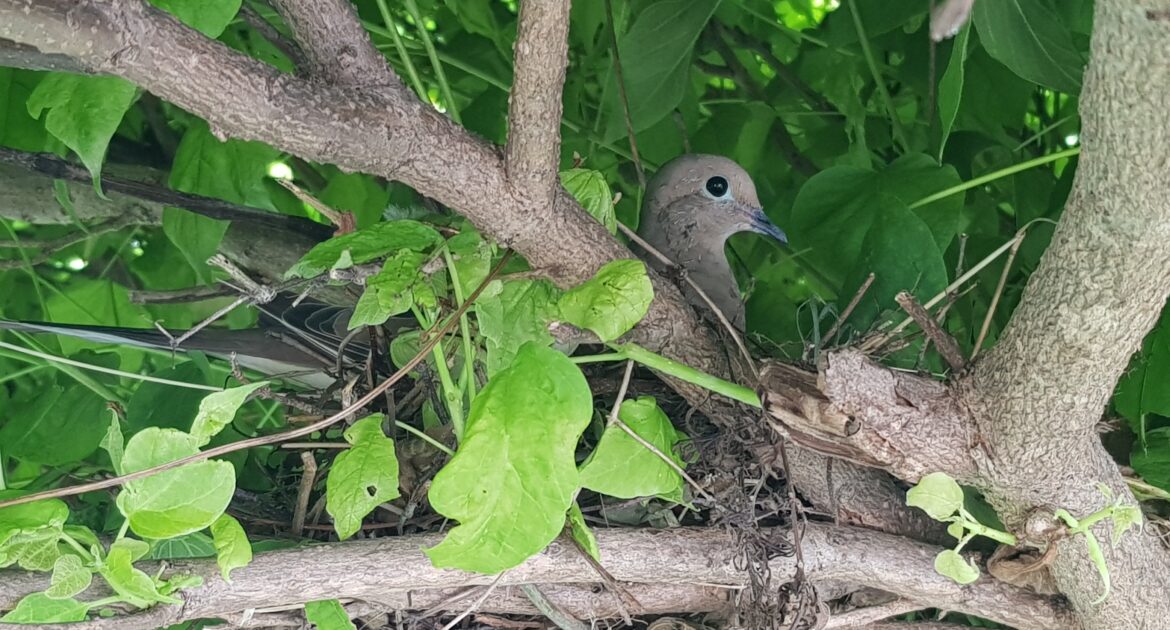 Balancing Bird Control with Ethical Wildlife Management