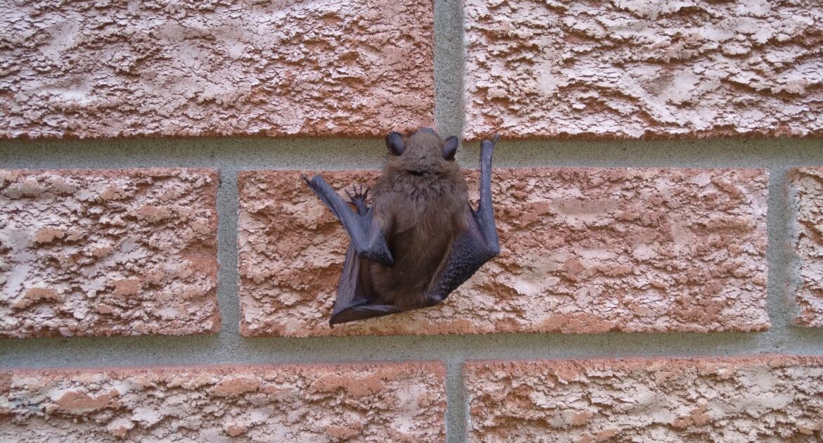 Bat Babies - Humane Removal Strategies During Mating Season