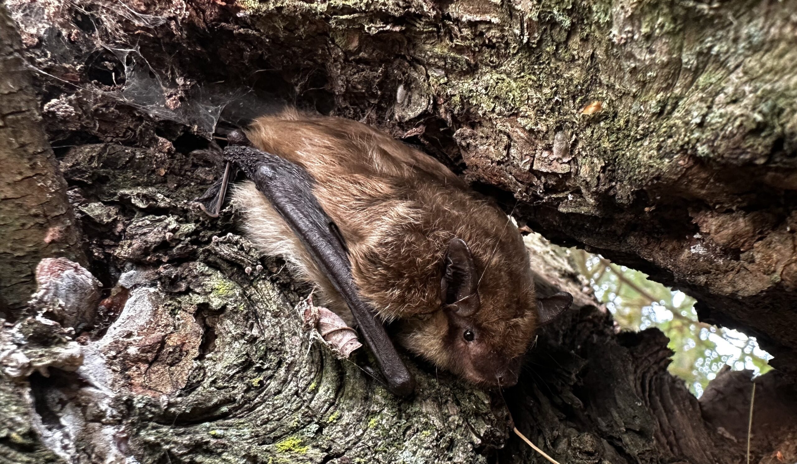 Bat Exclusion Techniques - Why Timing is Everything