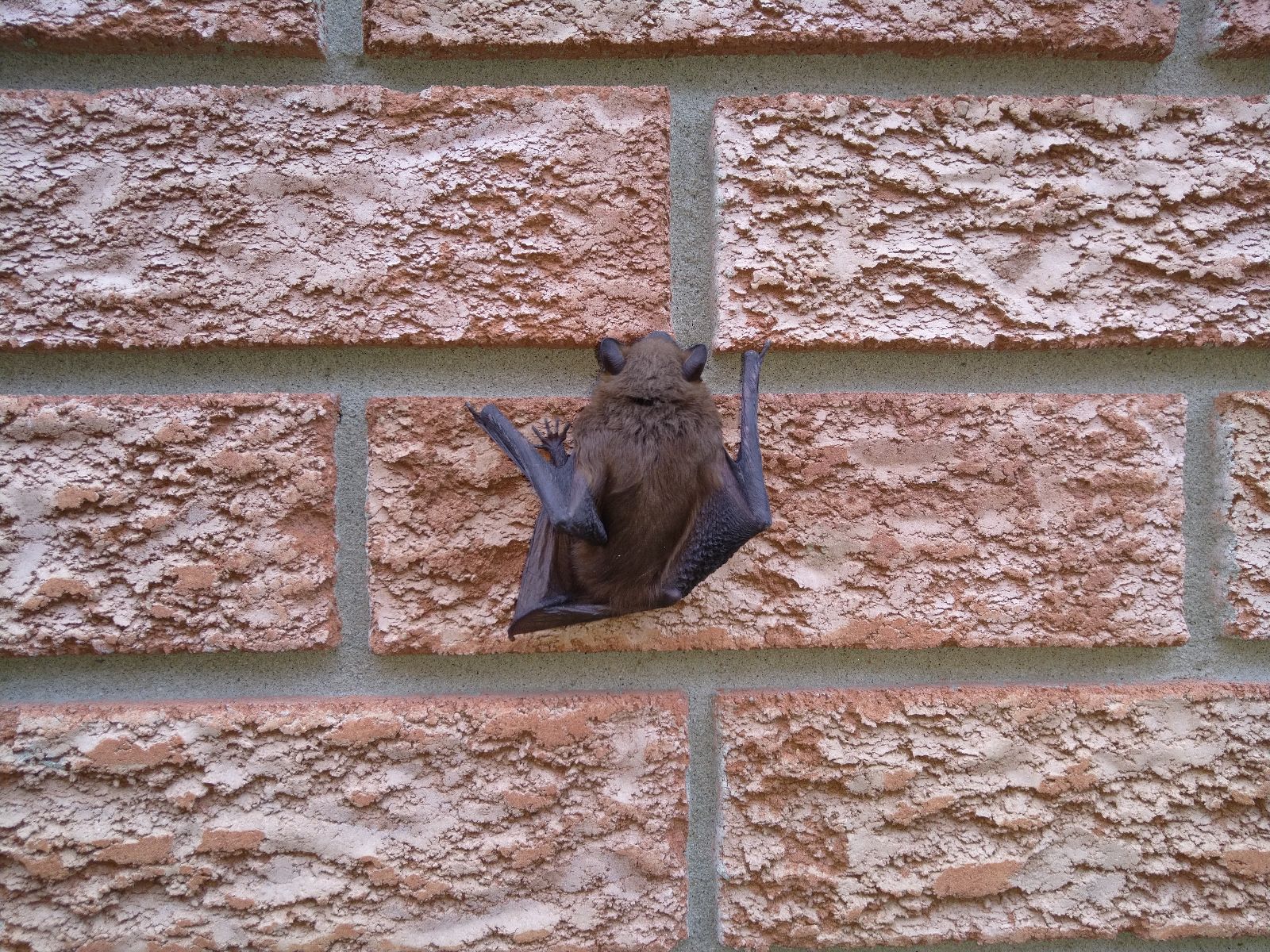 Bats and Insect - Control Balancing Ecosystem Benefits with Home Protection