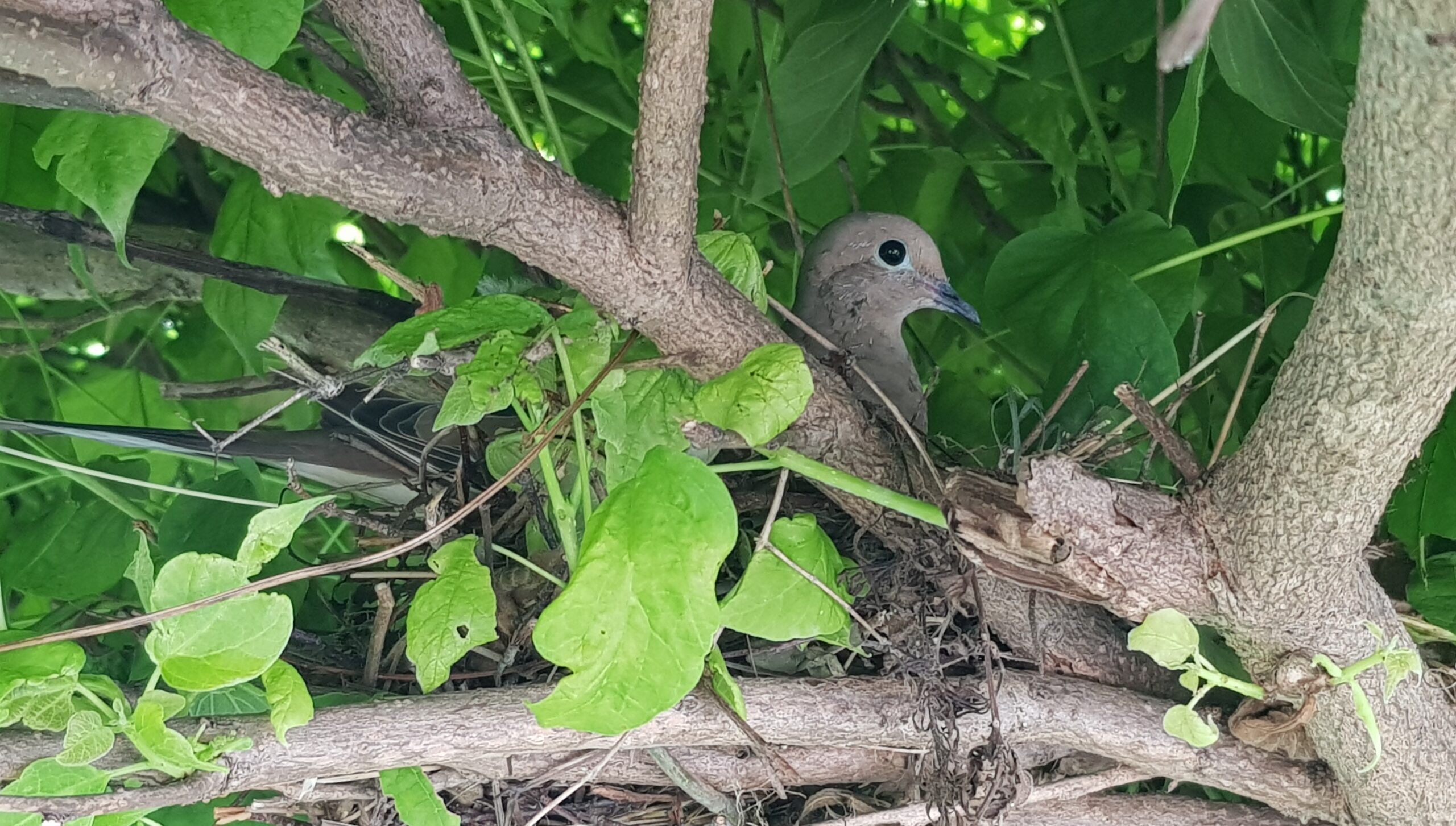 Bird Mites - The Hidden Danger of Nests in Your Eaves