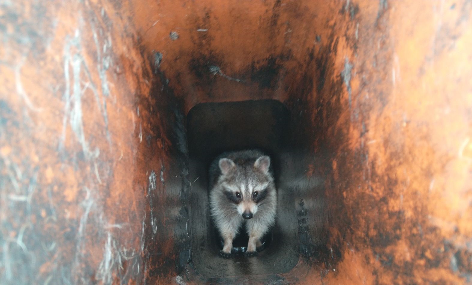 How Do Raccoons Typically Damage Roof Vents and Chimneys