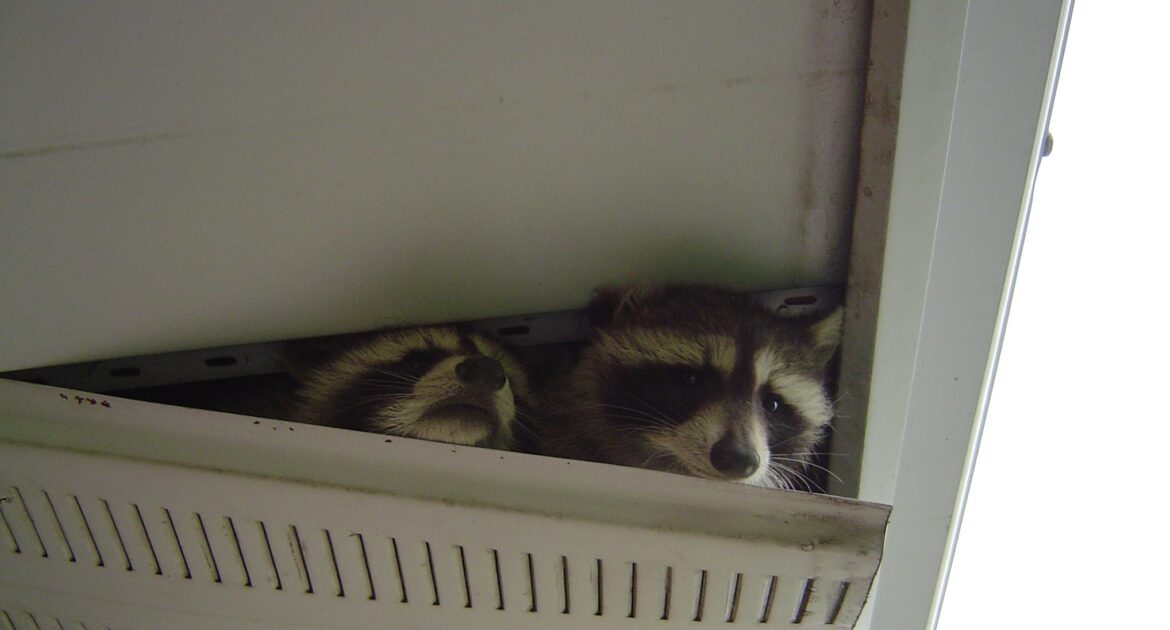 Humane Raccoon Eviction - Skedaddle's Ethical Approach to Wildlife Control