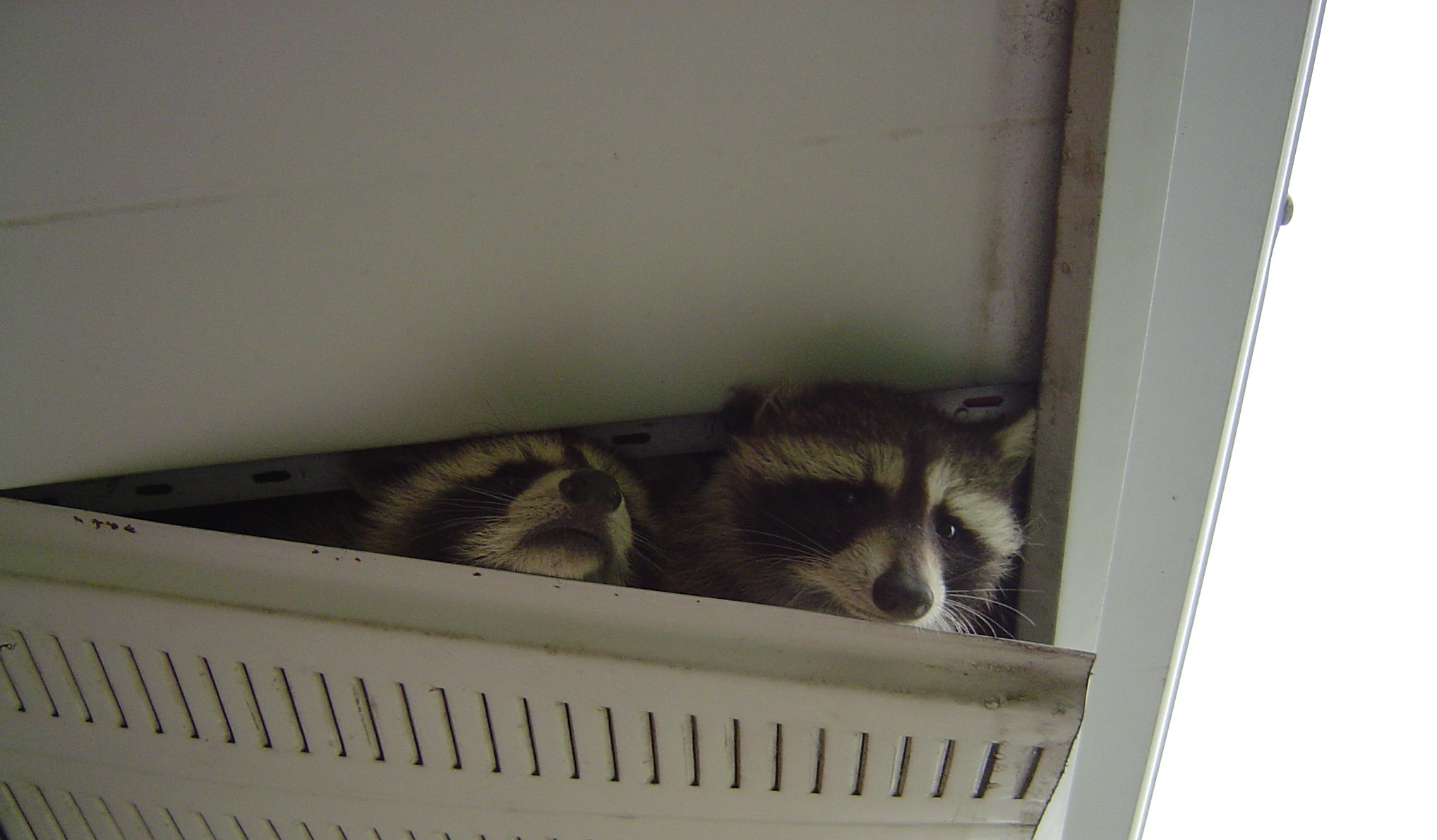 Humane Raccoon Eviction - Skedaddle's Ethical Approach to Wildlife Control