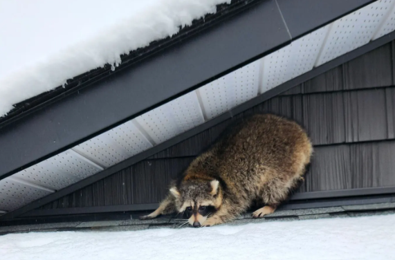 Raccoon Latrine Cleanup