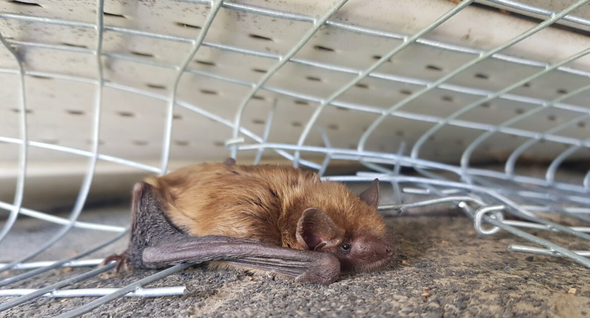 Skedaddle's Humane Approach - Our Step-by-Step Bat Exclusion Process