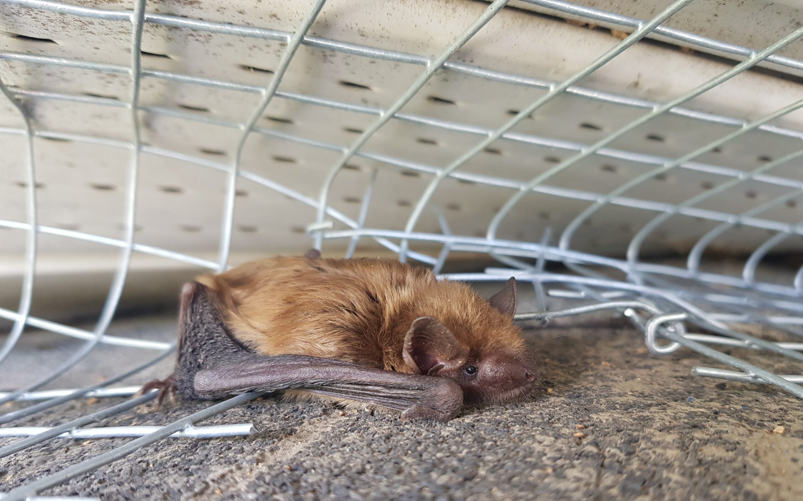 Skedaddle's Humane Approach - Our Step-by-Step Bat Exclusion Process