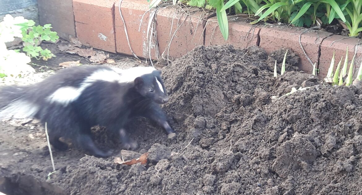 Skunk Families Under the Deck - Safe Removal Techniques for Mothers and Kits