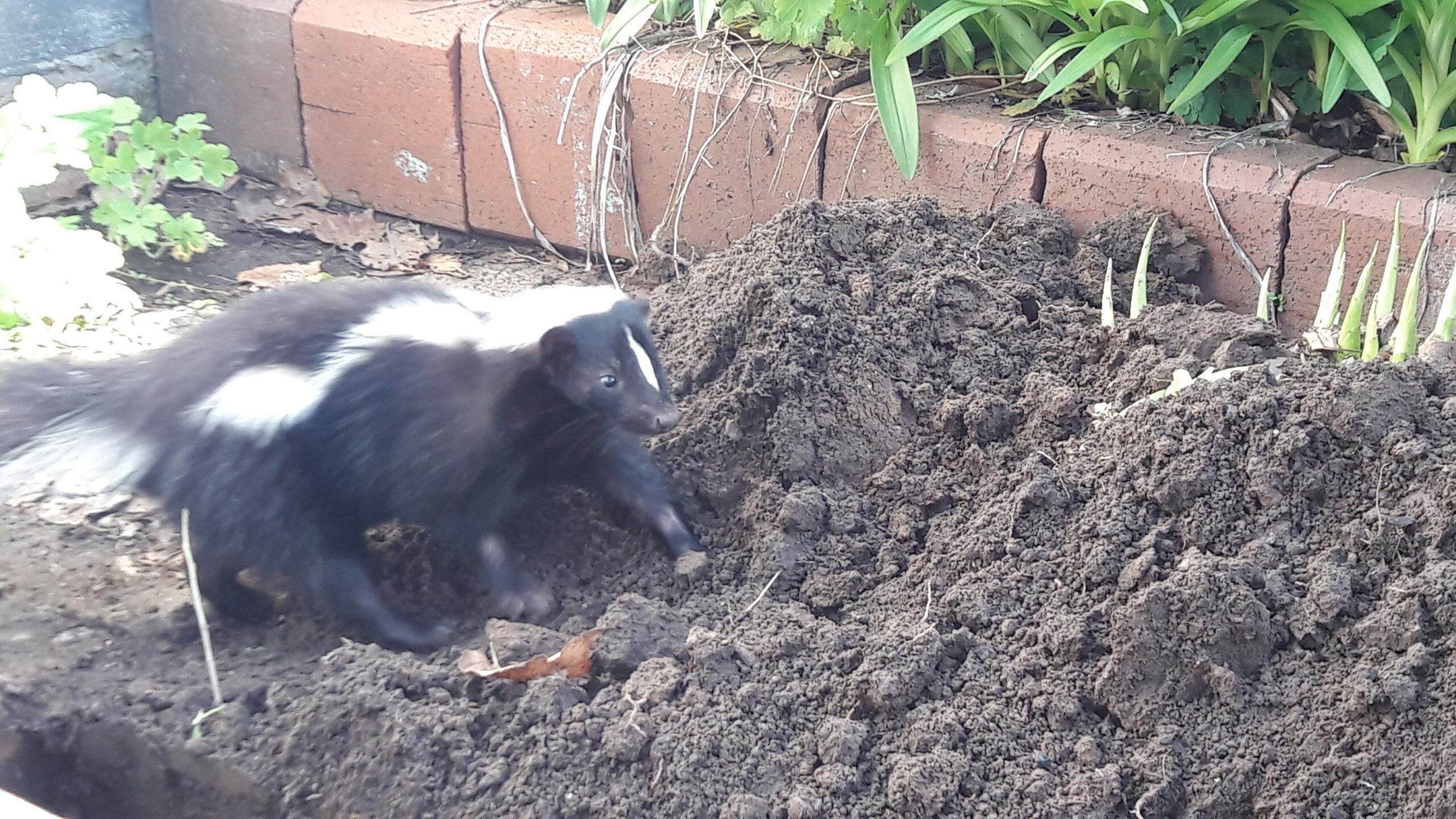 Skunk Families Under the Deck - Safe Removal Techniques for Mothers and Kits