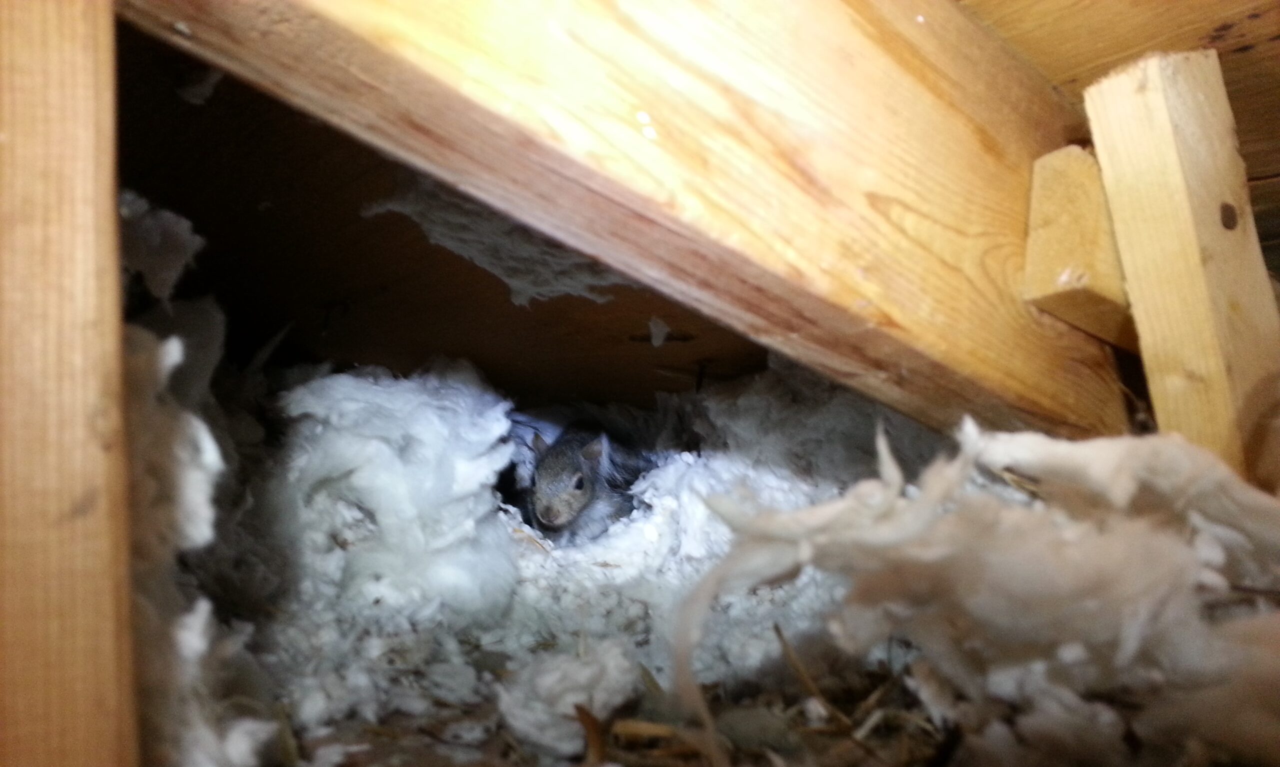 Squirrel Nest Construction and Its Impact on Your Property