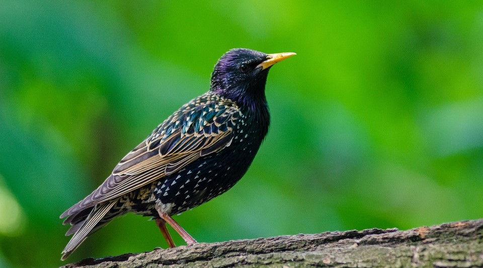 Starling Swarms - Humane Strategies to Keep These Invasive Birds Away