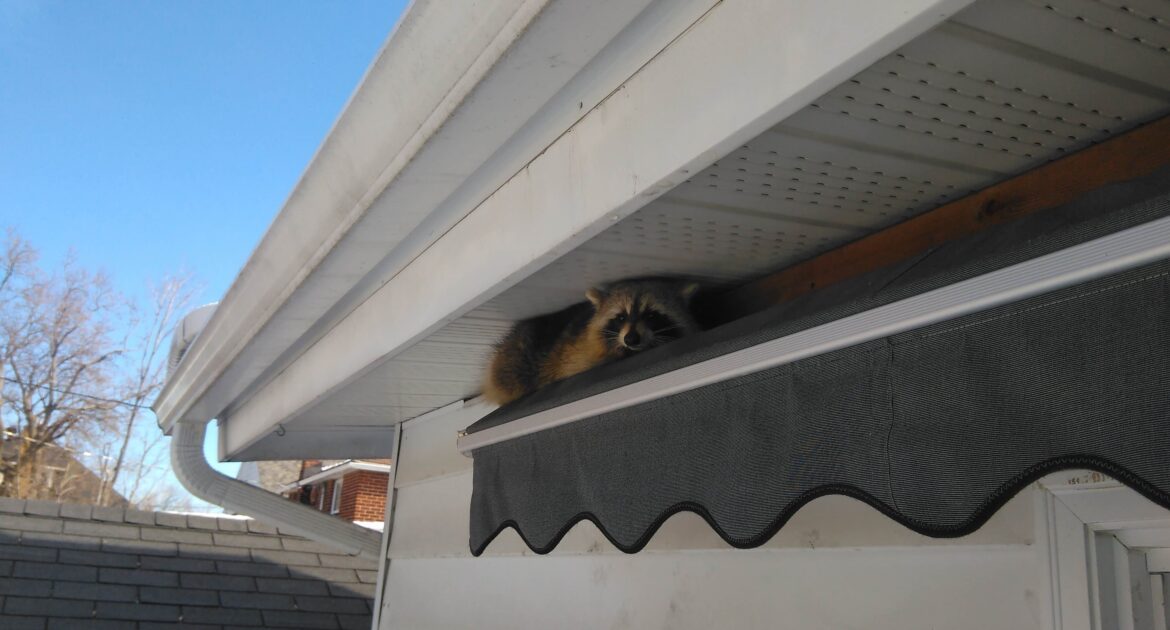 The Dangers of DIY Raccoon Removal - Why Professional Help is Crucial