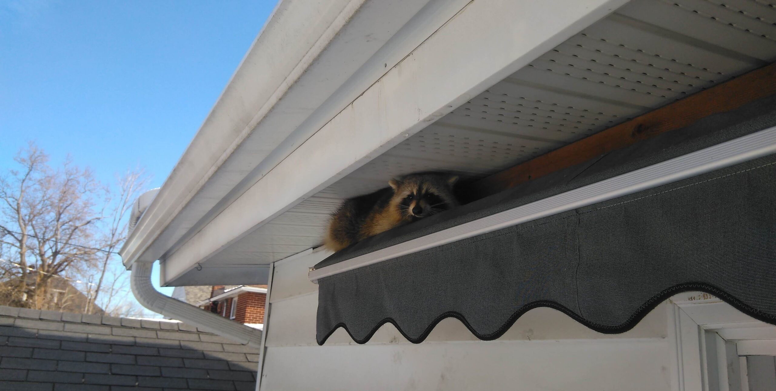 The Dangers of DIY Raccoon Removal - Why Professional Help is Crucial