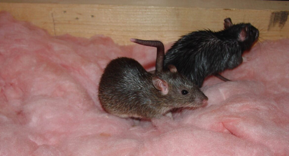 The Silent Threat - Health Risks Associated with Rodent Droppings in Your Attic