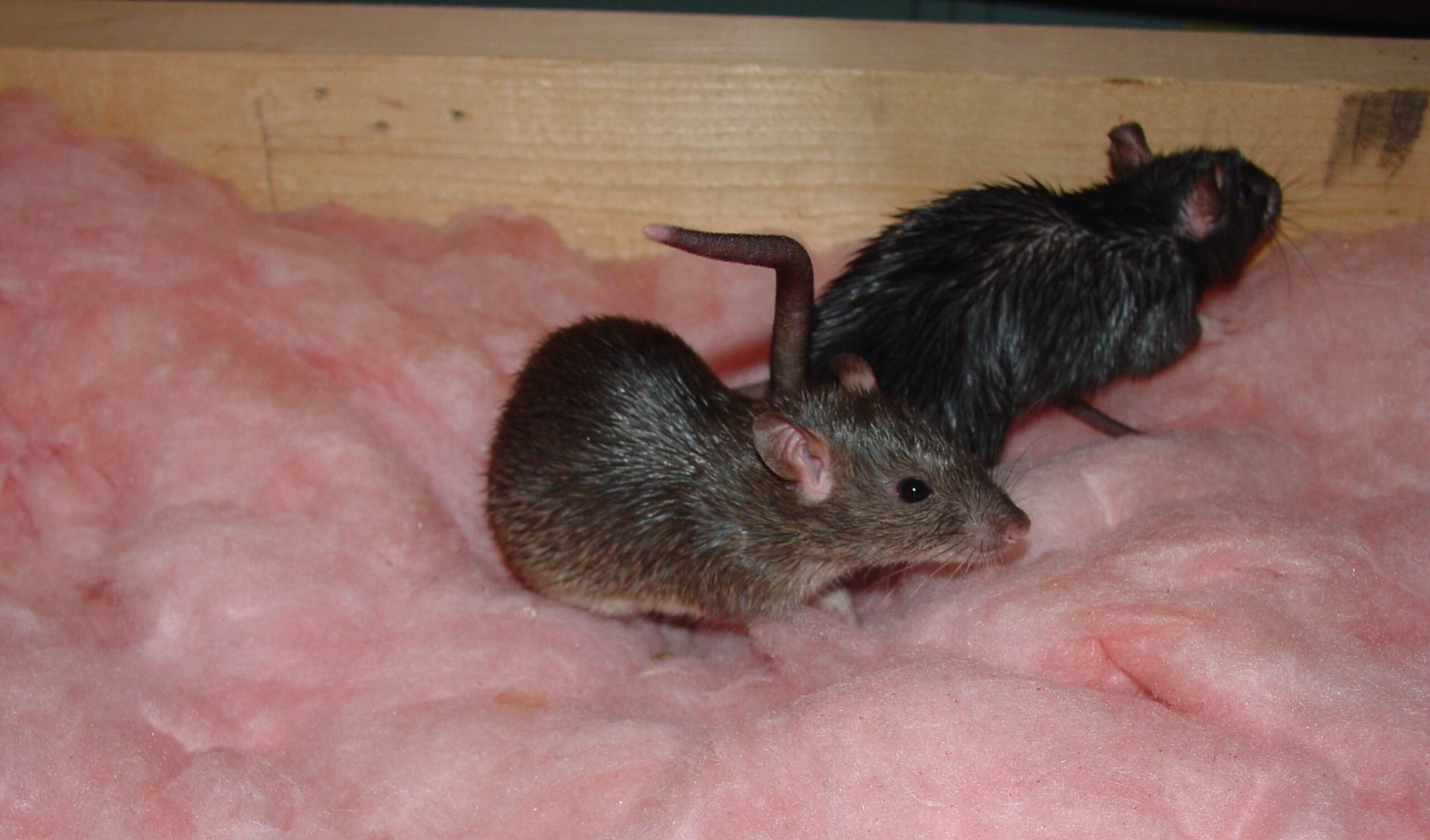 The Silent Threat - Health Risks Associated with Rodent Droppings in Your Attic