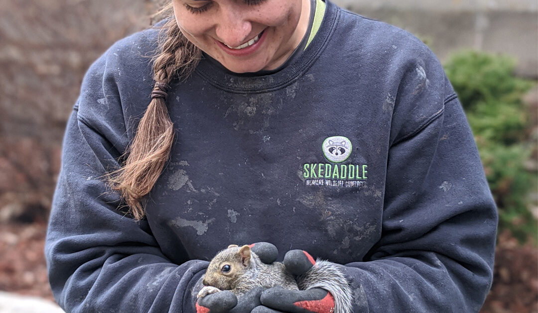 The Squirrel Baby Boom - Preparing Your Home for Post Mating Season Activity