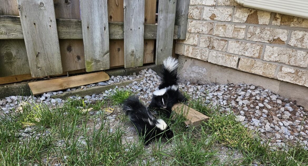 Toronto Wildlife Control - Skunk Behaviour in Residential Areas