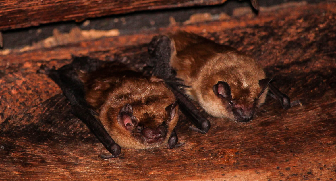 Big Brown Bats - Busting Myths and Understanding the Truth