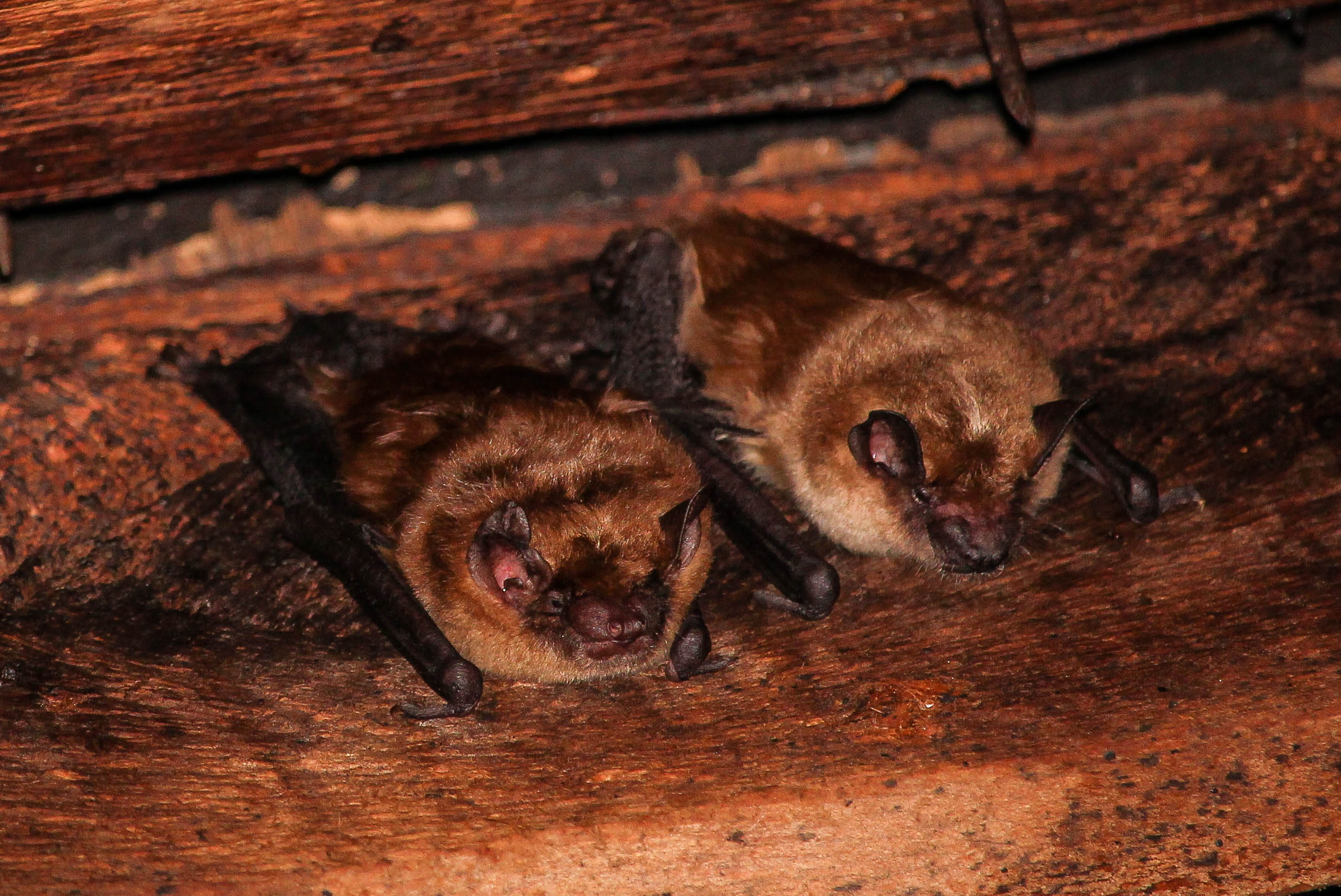 Big Brown Bats - Busting Myths and Understanding the Truth