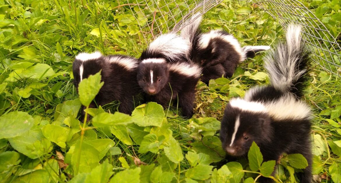 Common Signs of Skunks On Your Hiram Property