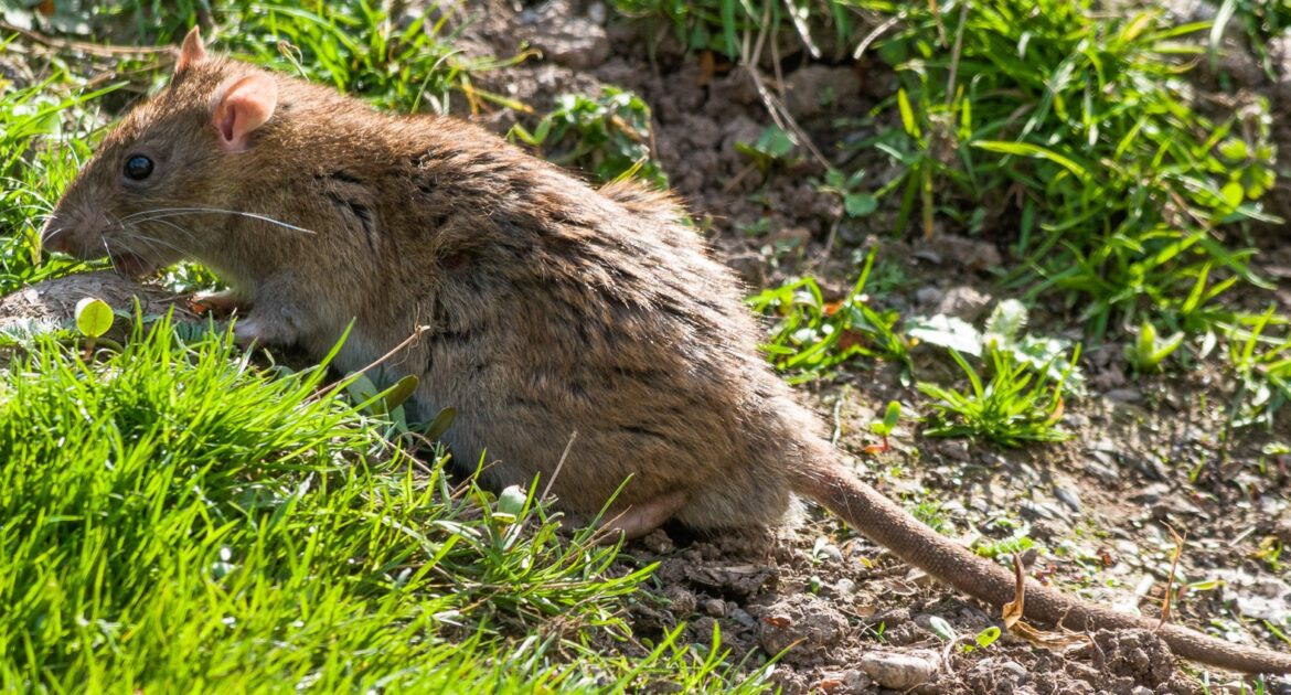 Oshawa Wildlife Control Signs You Might Have a Rat Problem