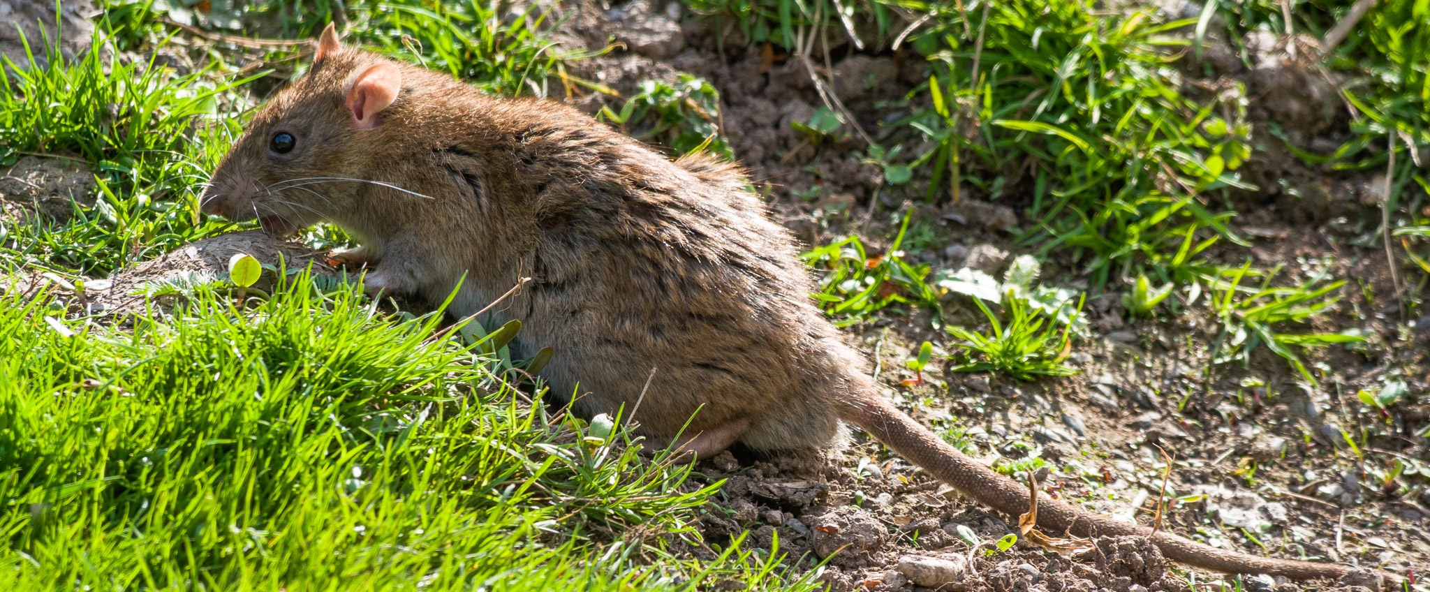 Oshawa Wildlife Control Signs You Might Have a Rat Problem