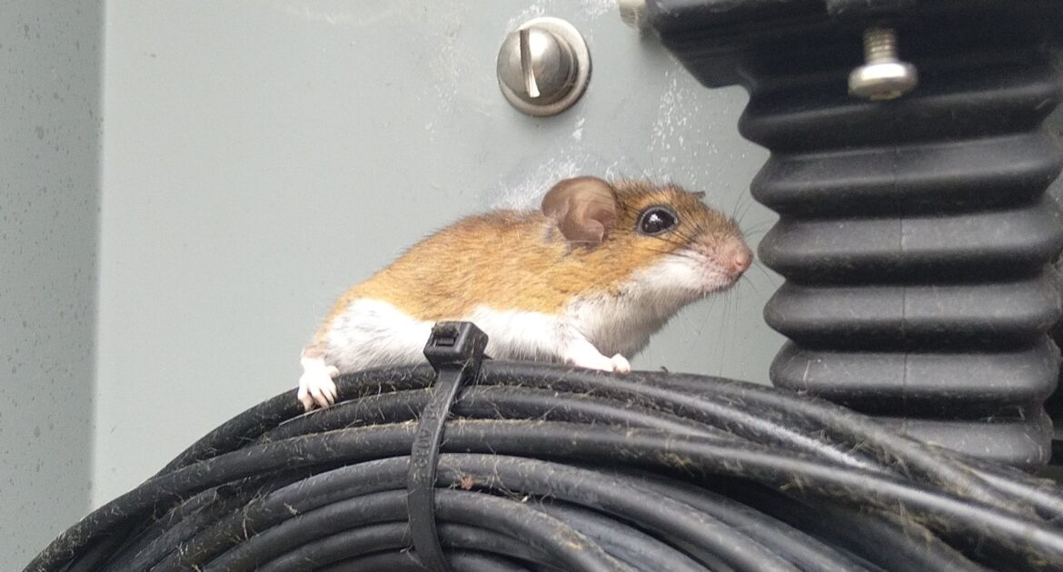 The Dangers of Mice Chewing on Electrical Wires in Your Home